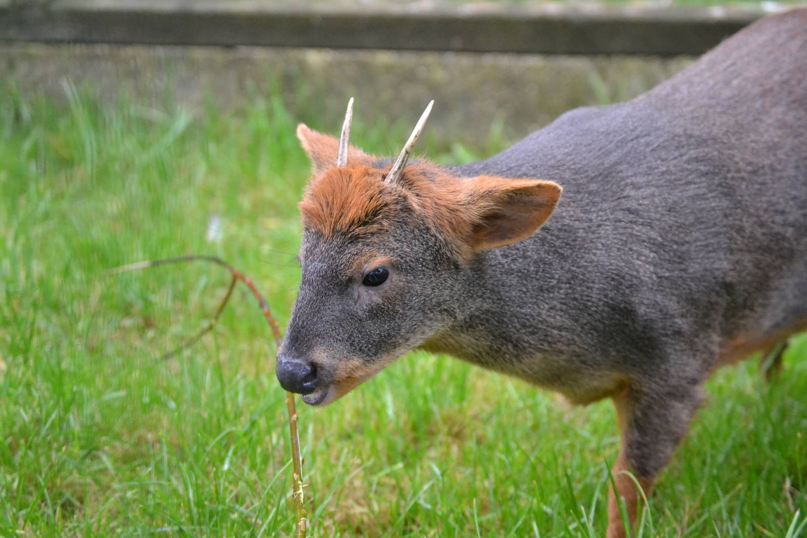 Chilean Pudu