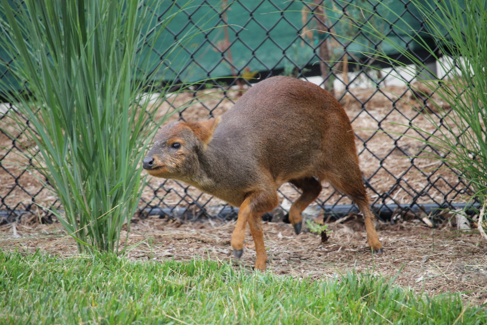 Chilean Pudu