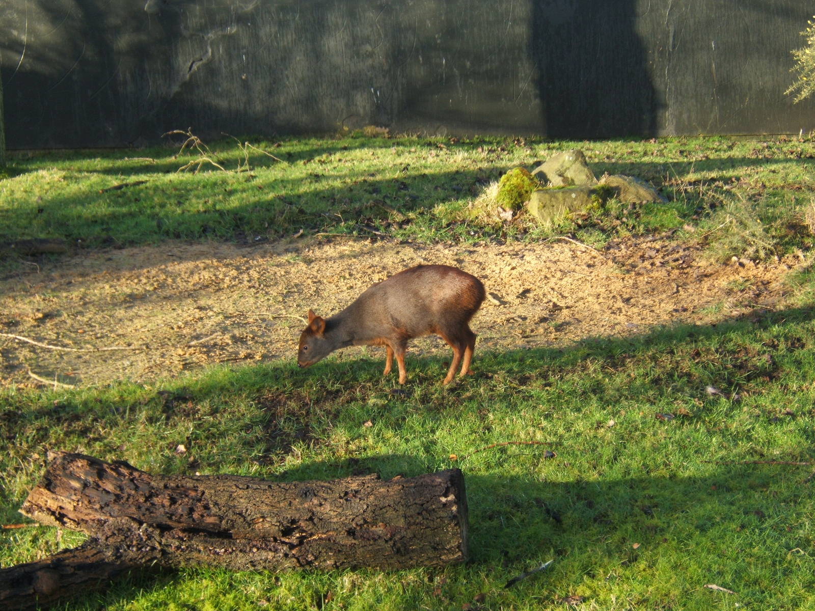 Chilean Pudu