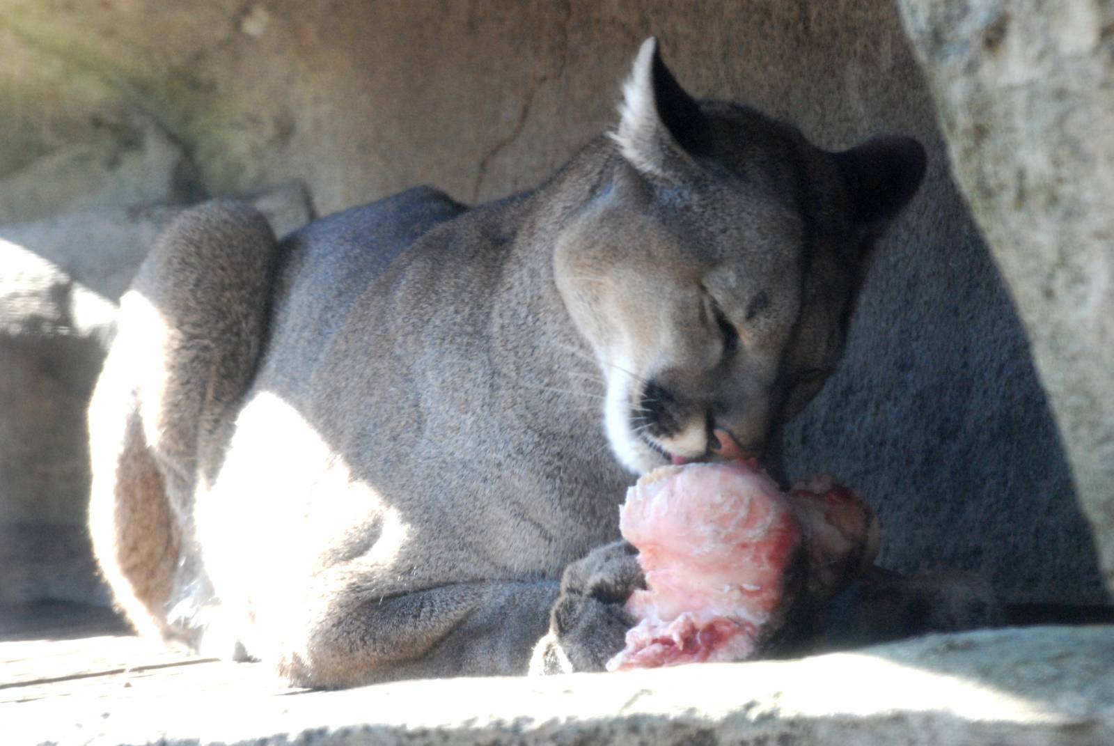 Chilean Puma at Bremerhaven, 24/03/13