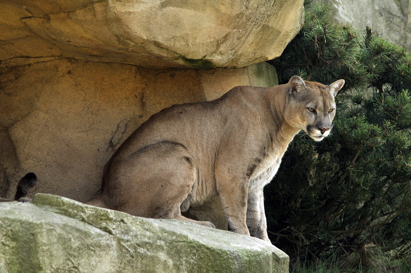 Chilean puma at Bremerhaven zoo