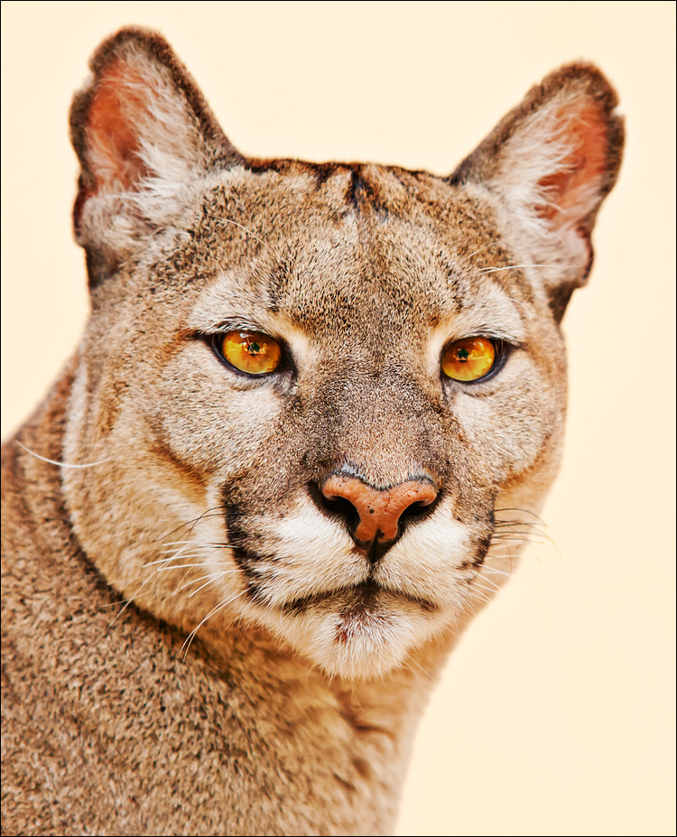 Chilean Puma at Ströhen