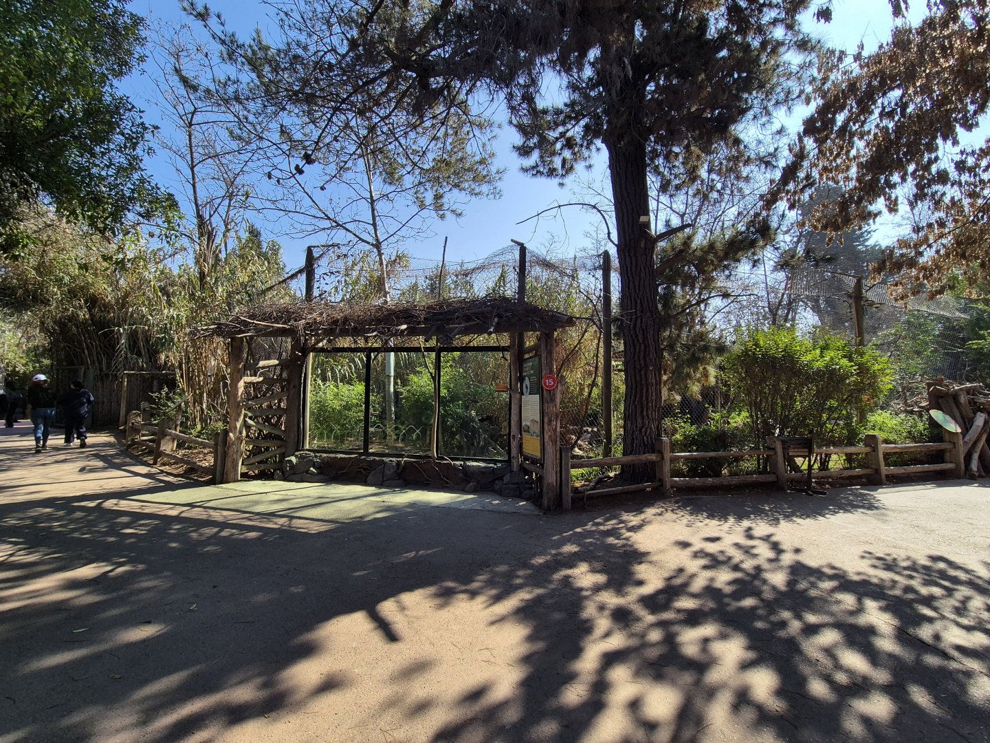 Chilean Puma exhibit