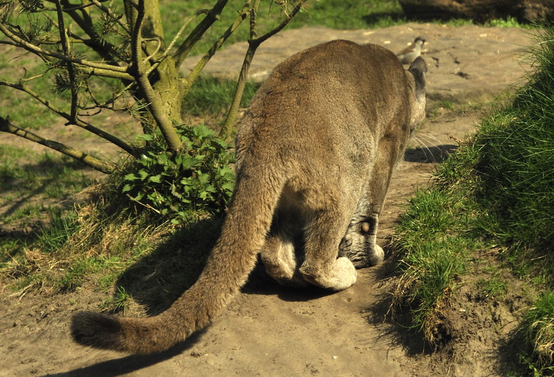 Chilean puma hunting at Bremerhaven zoo