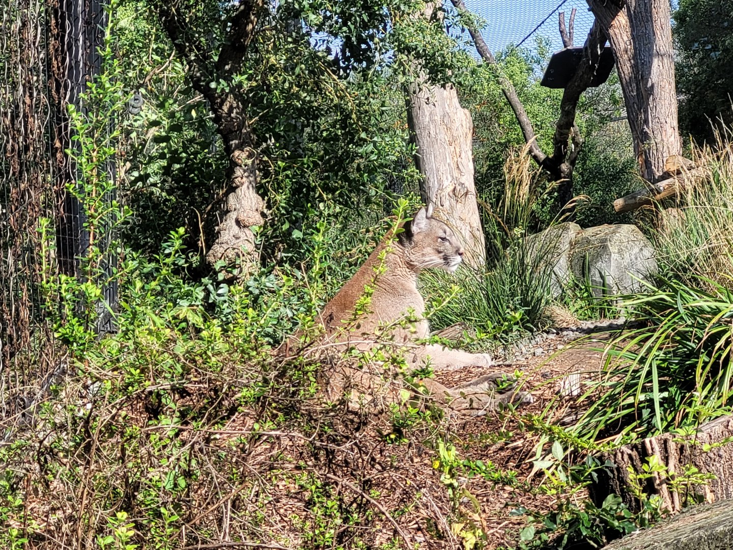 Chilean puma -Parc Zoologique de Paris (2022)