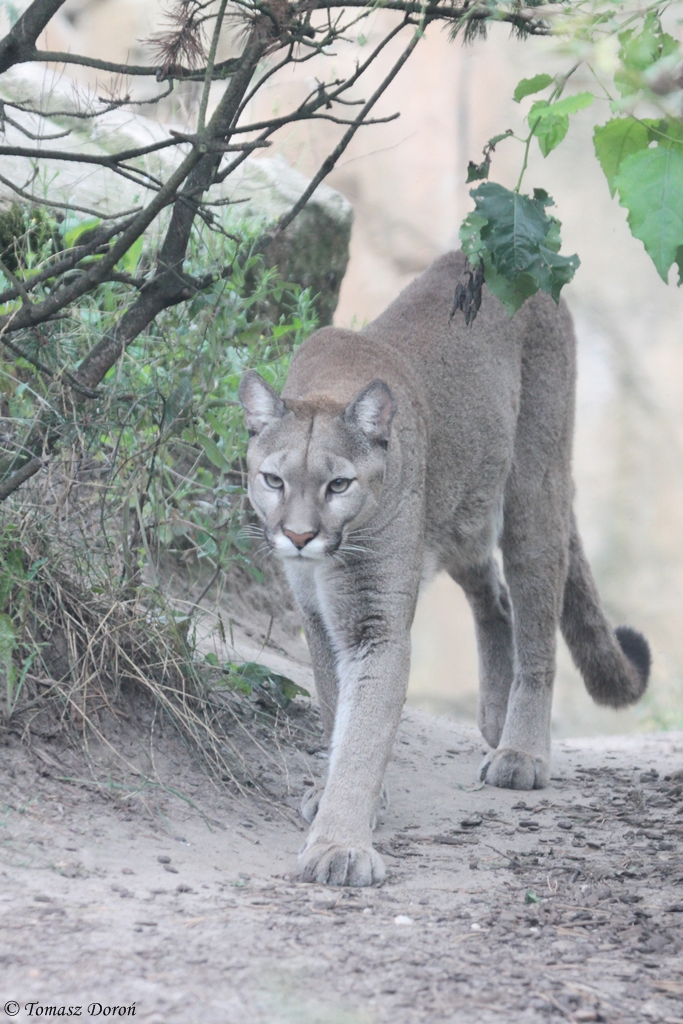 Chilean Puma (Puma concolor concolor)