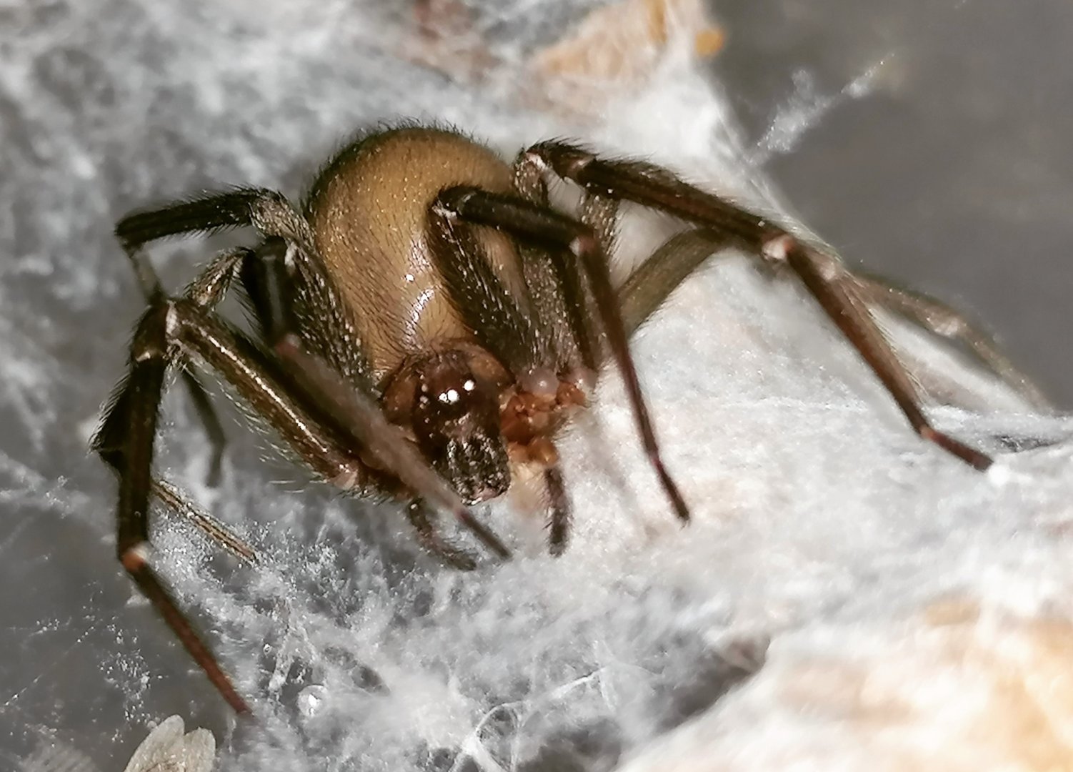 Chilean recluse spider (Loxosceles laeta)