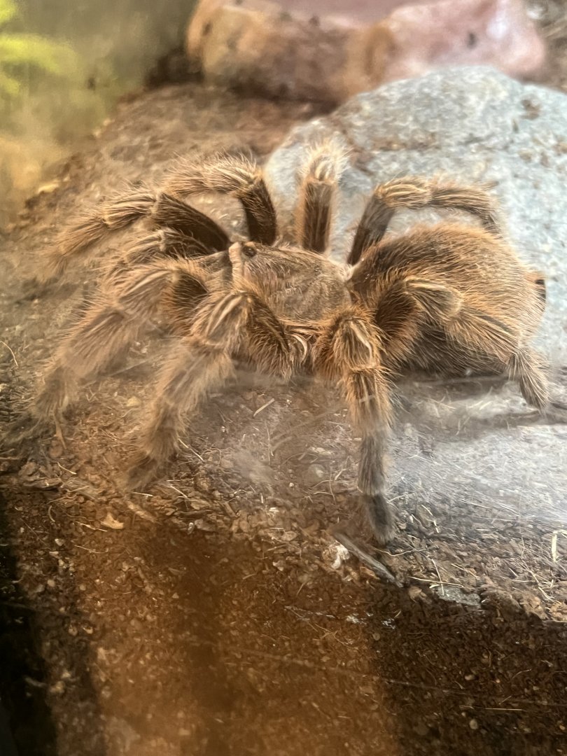 Chilean Rose-Hair Tarantula