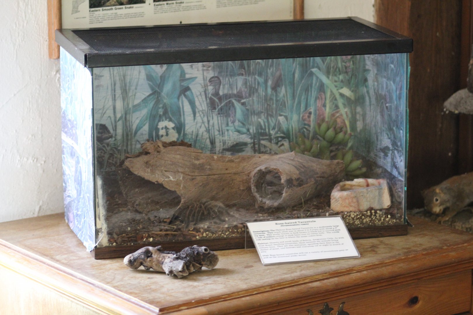 Chilean Rose-Haired Tarantula Terrarium