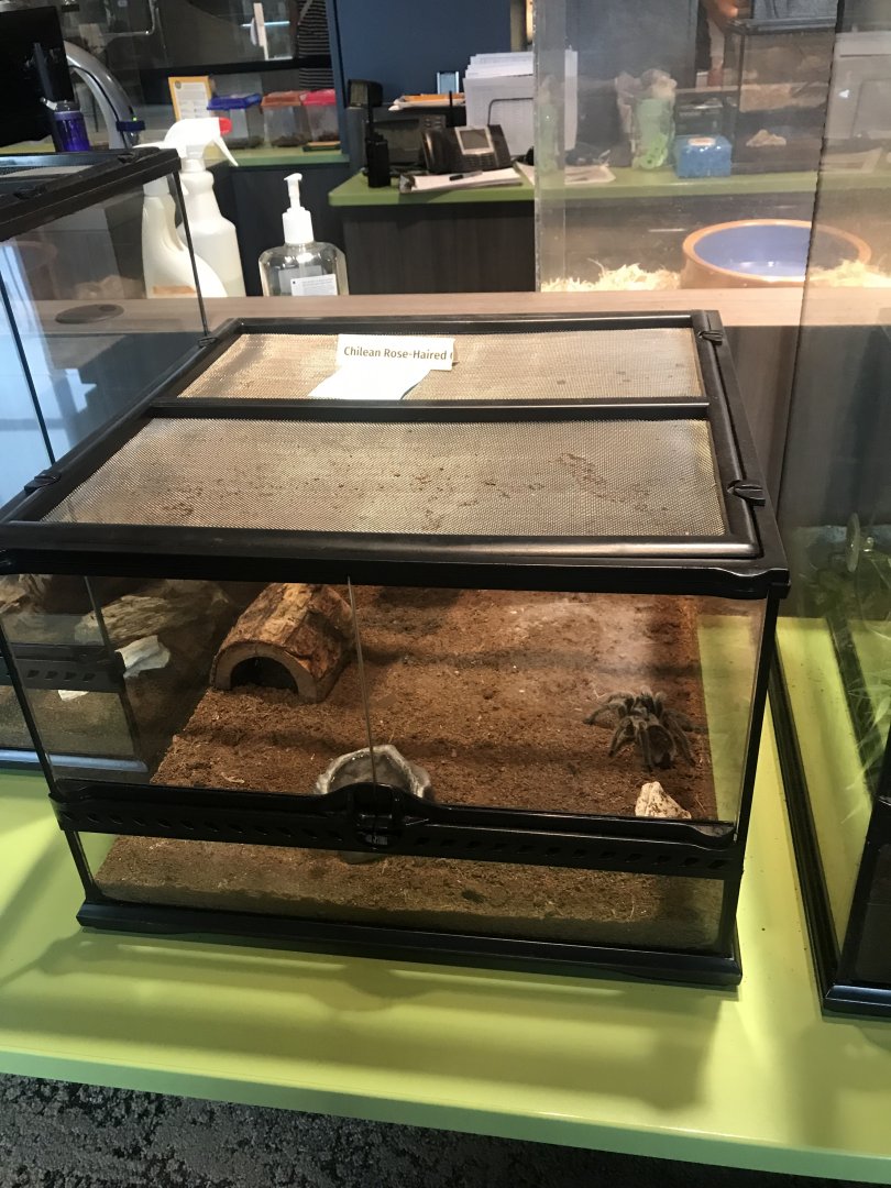 Chilean Rose-Haired Tarantula Terrarium