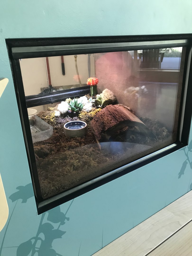 Chilean Rose-Haired Tarantula Terrarium