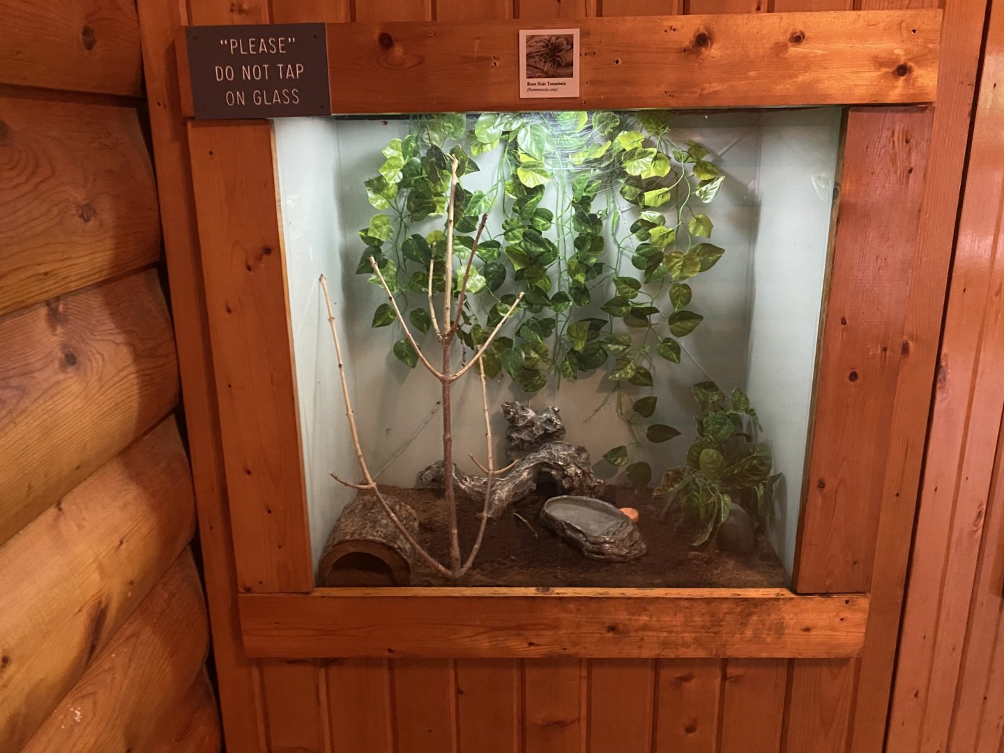 Chilean Rose-Haired Tarantula Terrarium