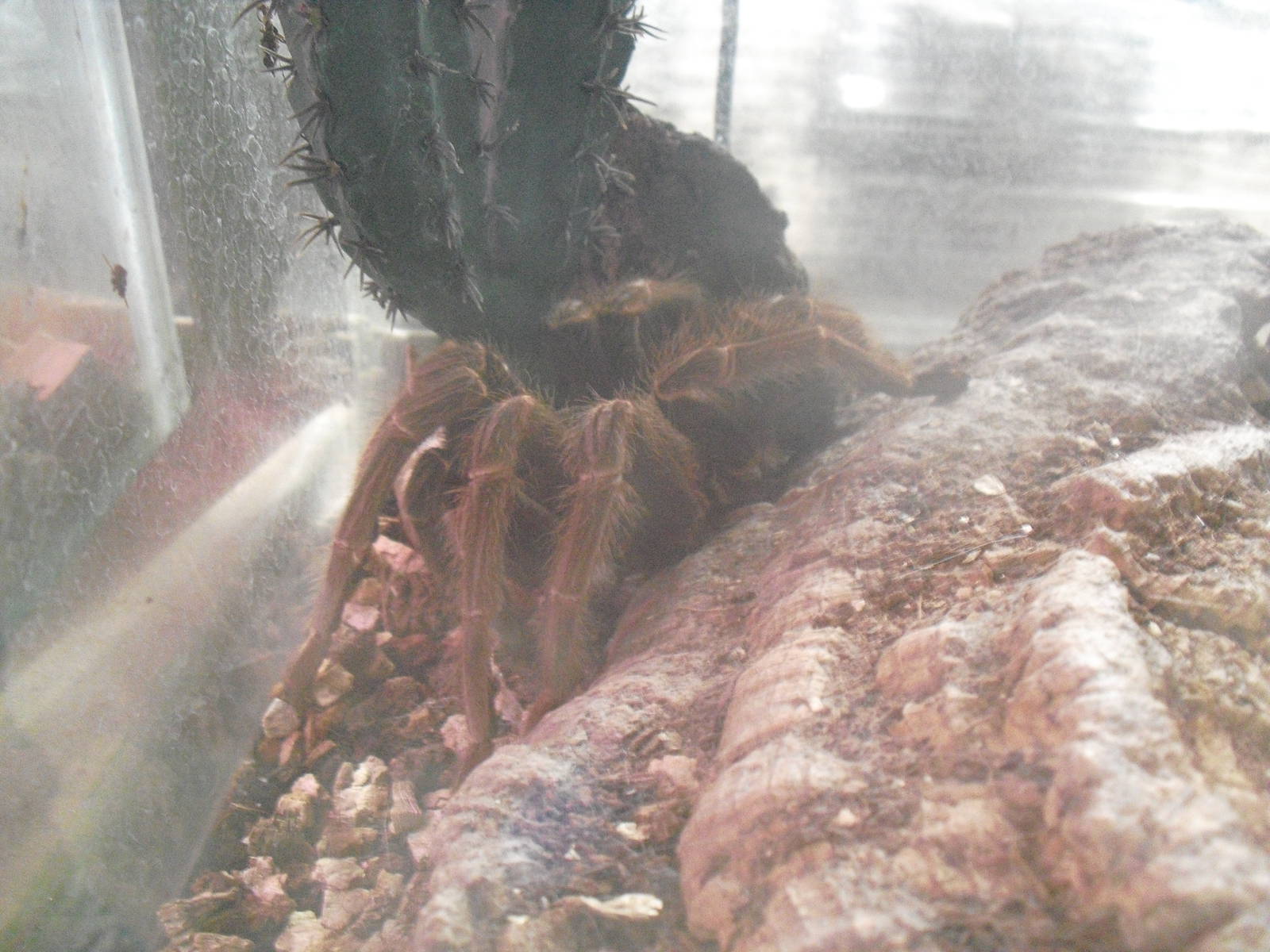 Chilean Rose Tarantula - 16/10/2011