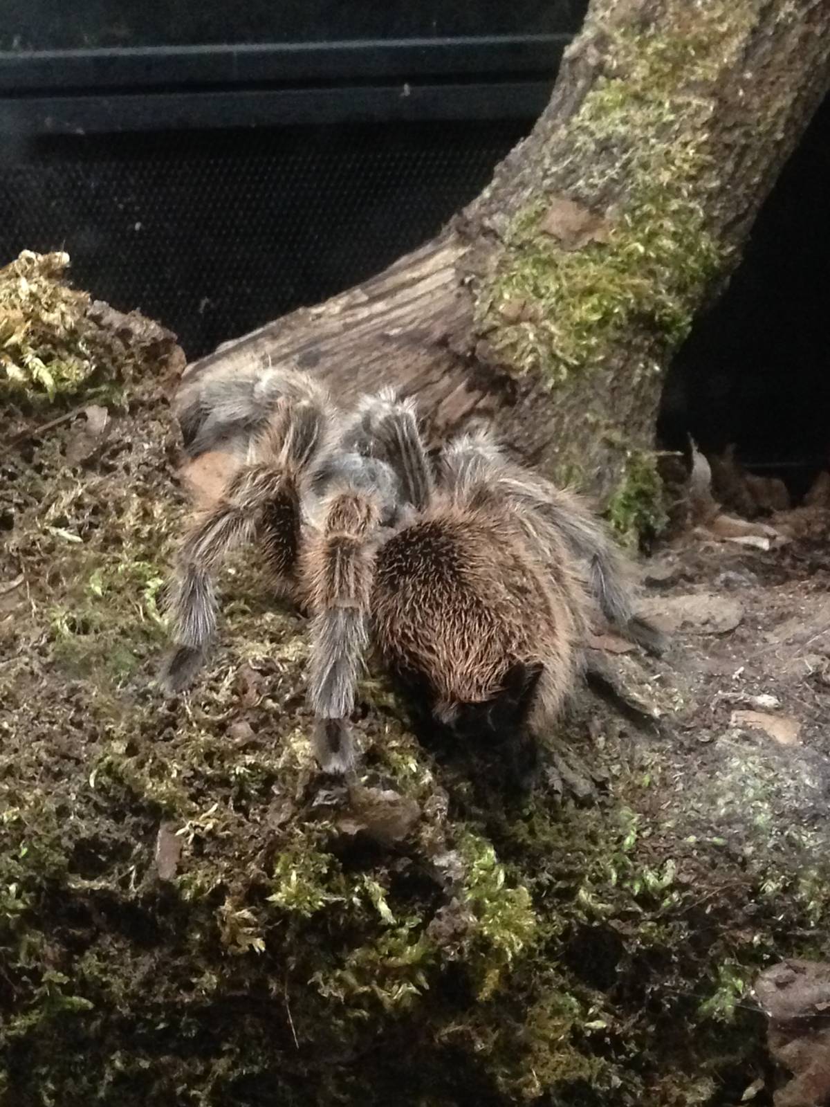 Chilean Rose Tarantula at Tropical World - 02/10/2013