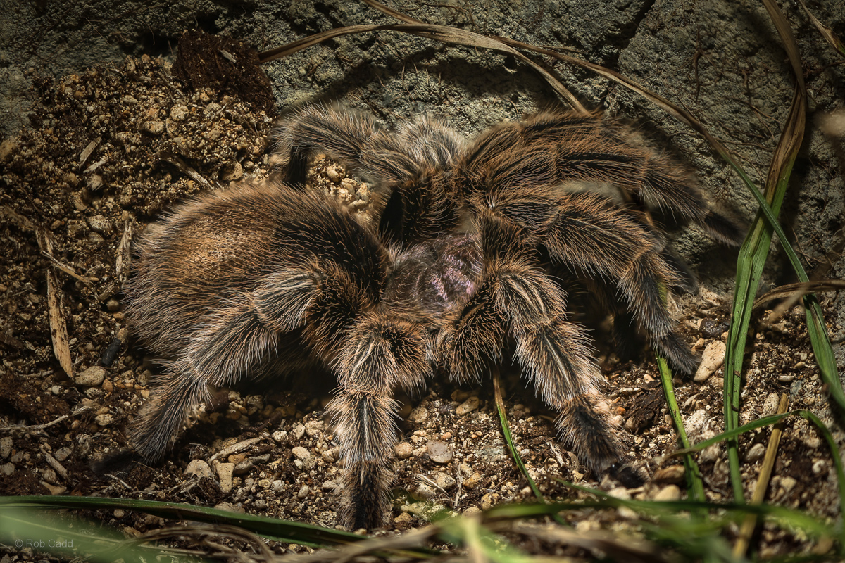 Chilean rose tarantula : Cotswold WP : 14 Mar 2025