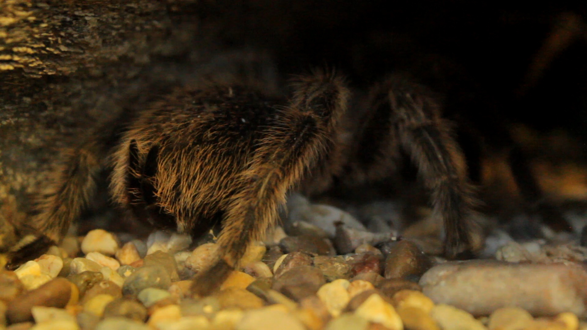 Chilean Rose Tarantula Edinburgh Zoo