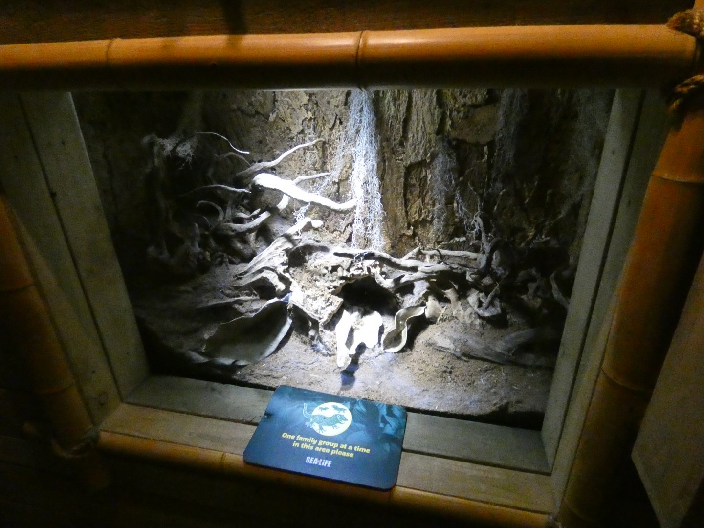 Chilean rose tarantula enclosure