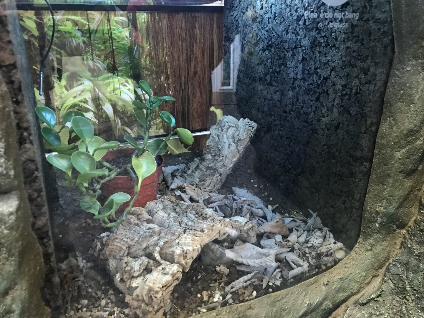 Chilean rose tarantula enclosure