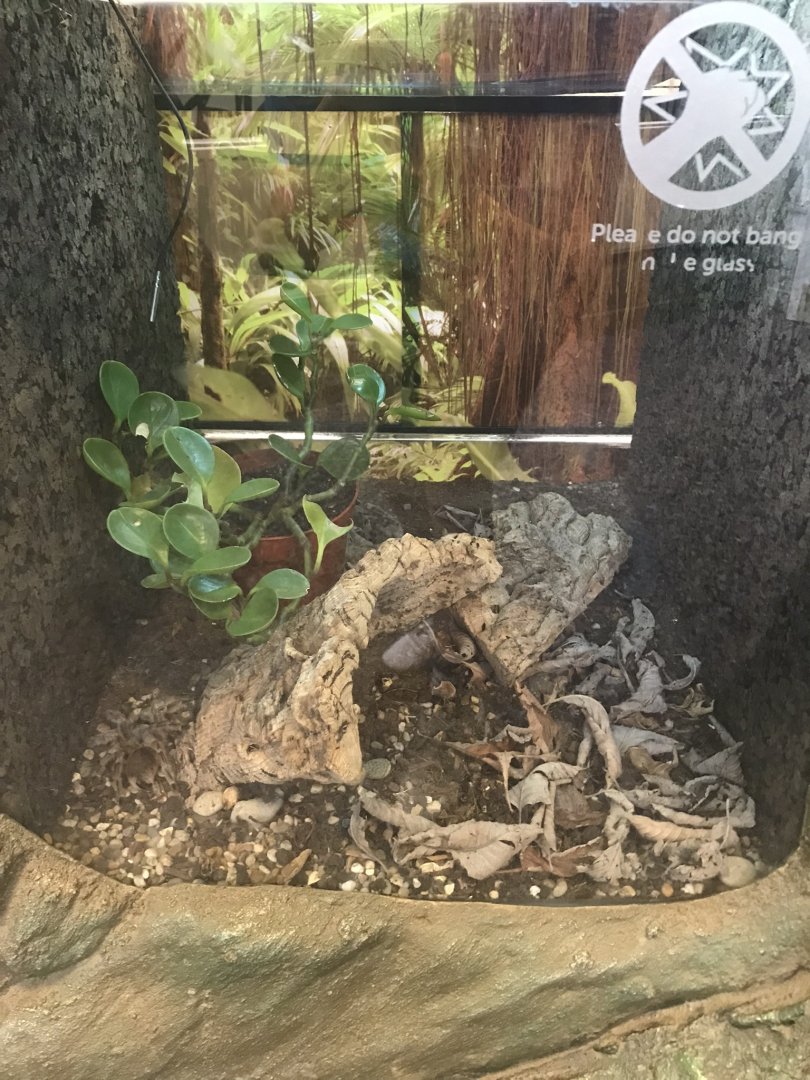 Chilean rose tarantula enclosure
