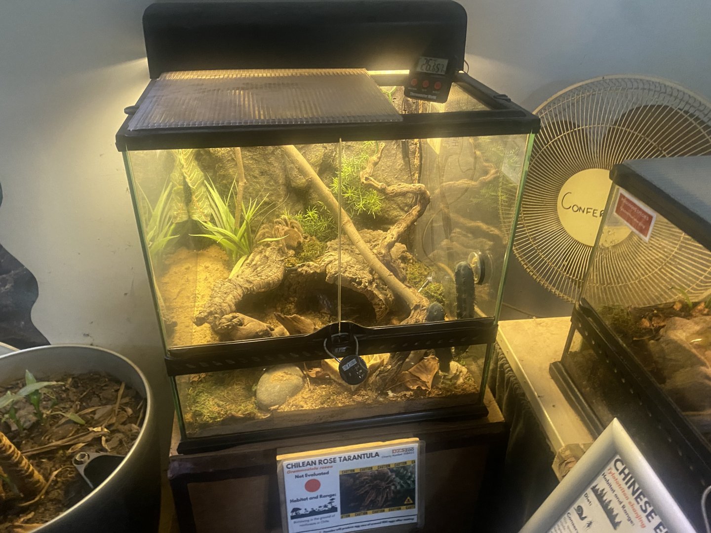 Chilean rose tarantula exhibit 050925