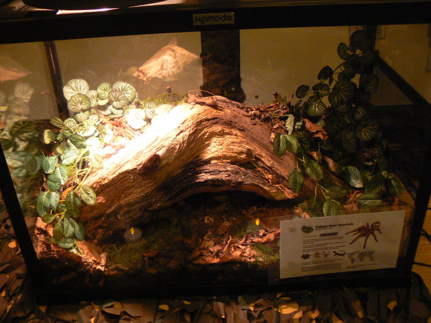 Chilean Rose Tarantula Exhibit - 26 October 2016