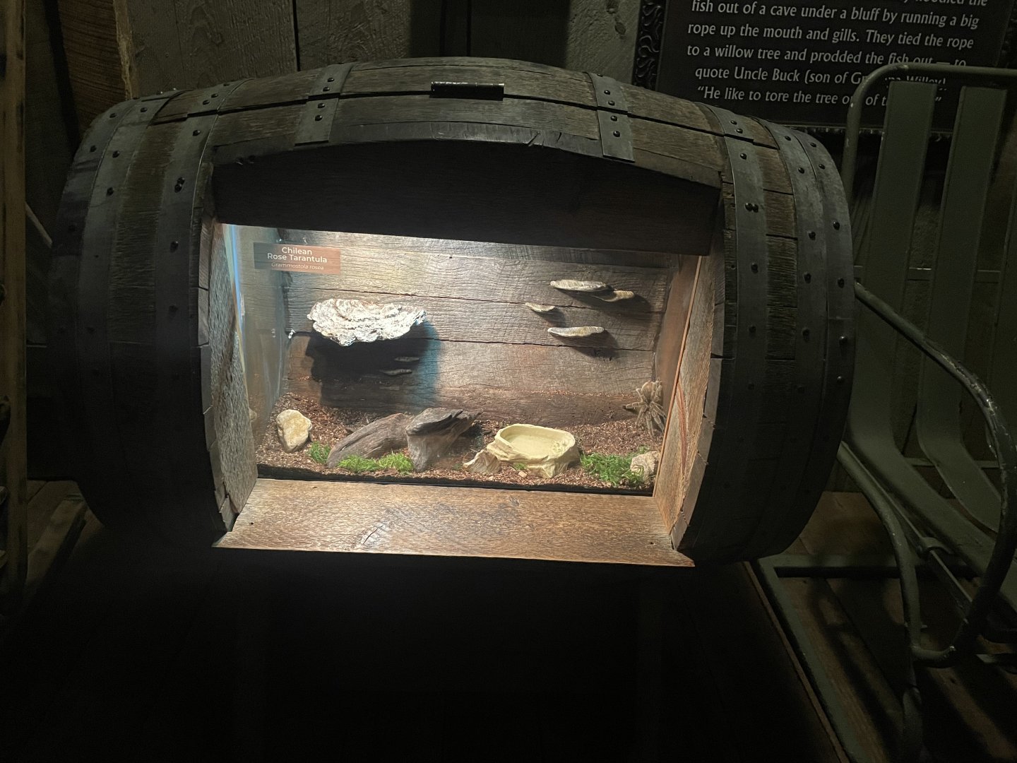 Chilean Rose Tarantula Exhibit