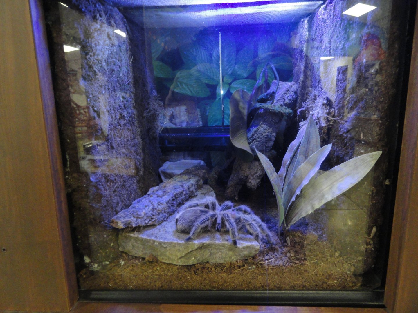 Chilean Rose Tarantula Exhibit