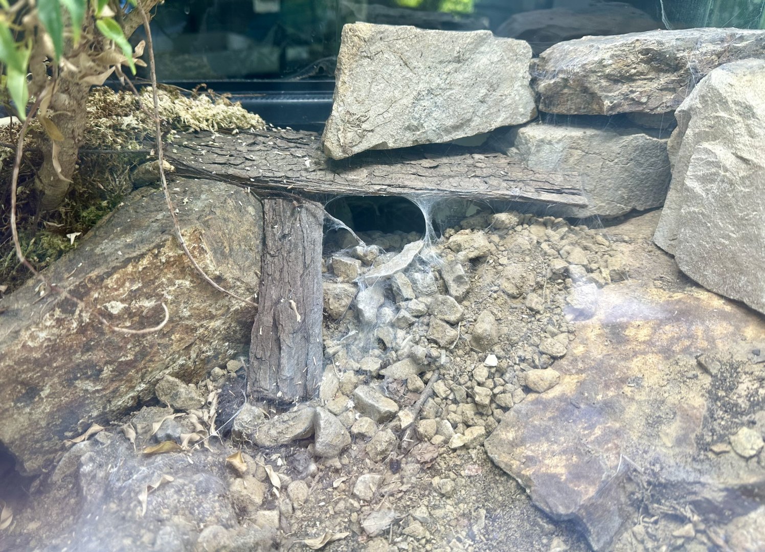 Chilean Rose Tarantula Exhibit