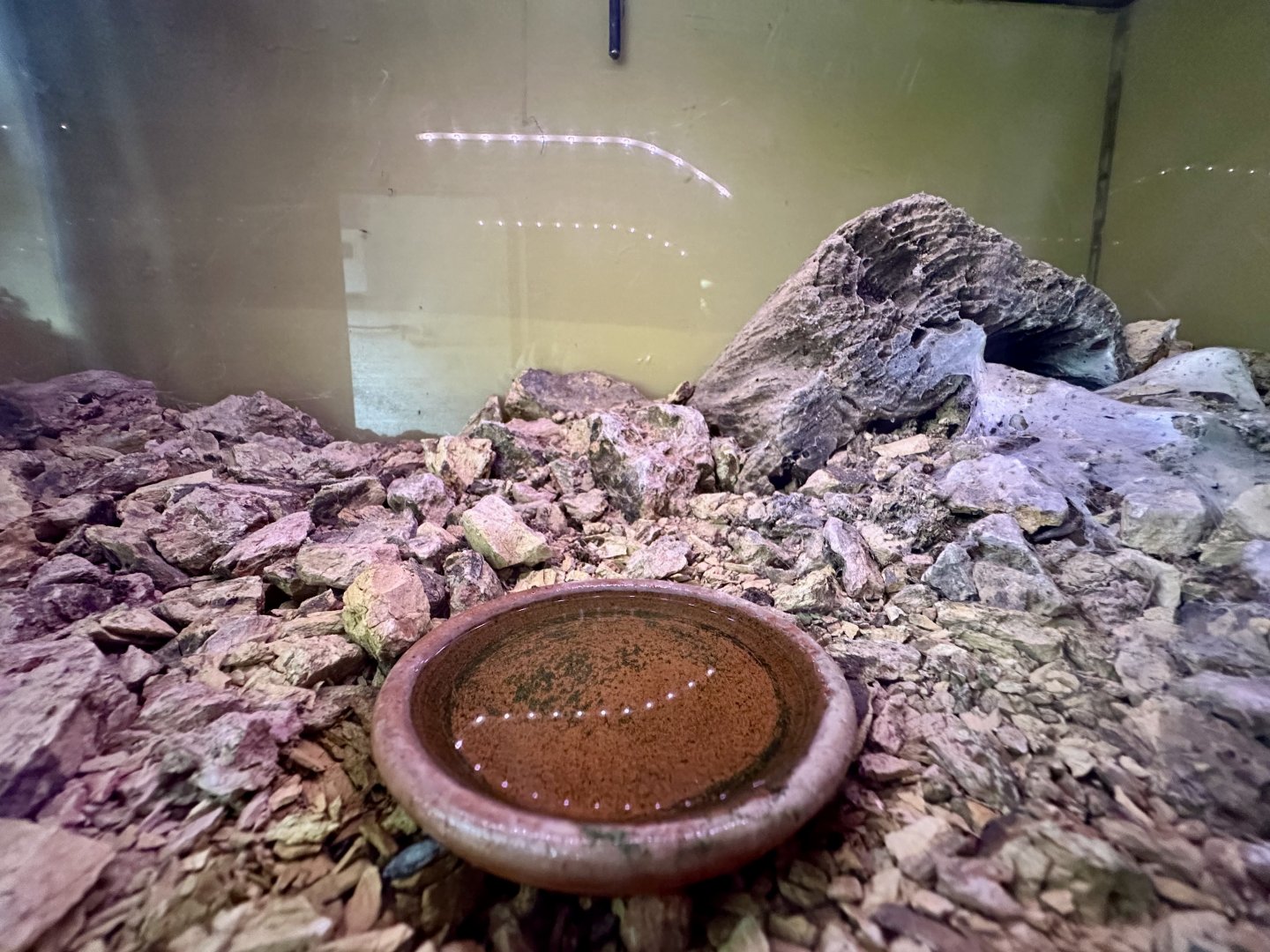 Chilean Rose Tarantula Exhibit