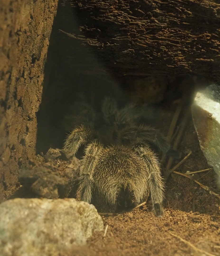Chilean rose tarantula (Grammostola rosea), 2023-04-30