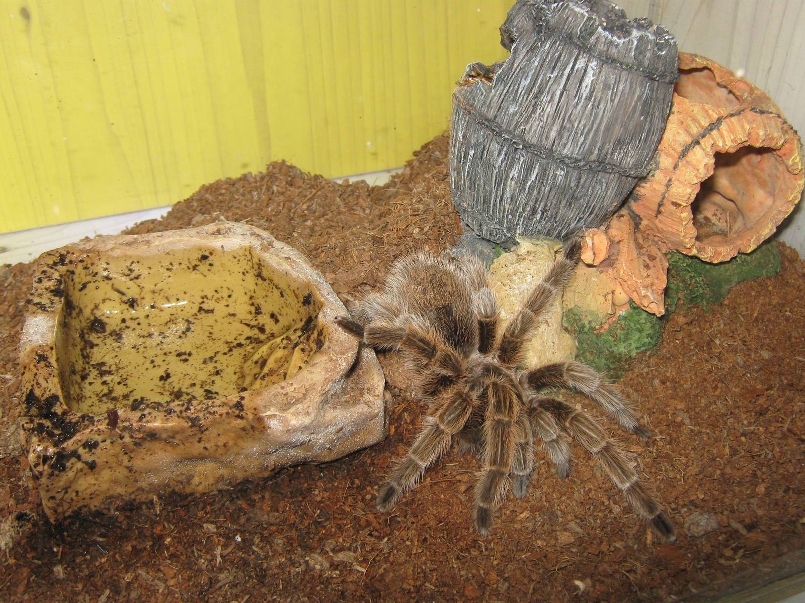 Chilean rose tarantula (Grammostola rosea)