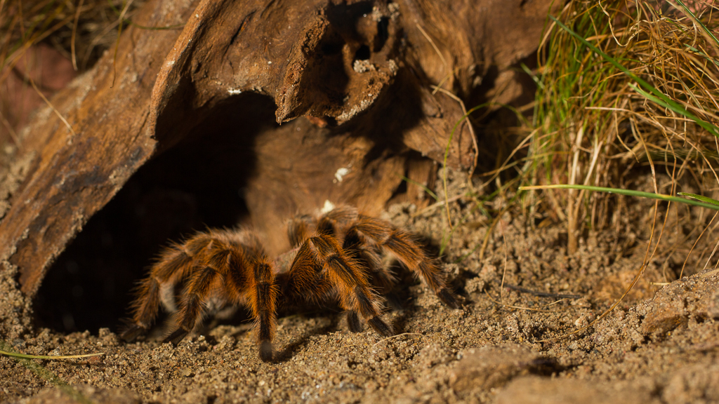 Chilean rose tarantula - Grammostola rosea