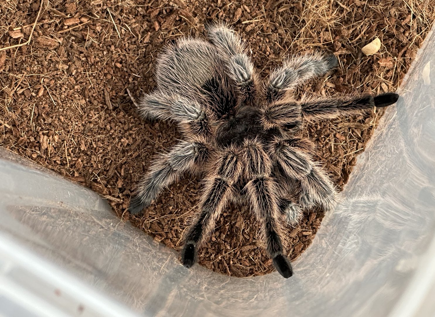 Chilean rose tarantula (Grammostola rosea)
