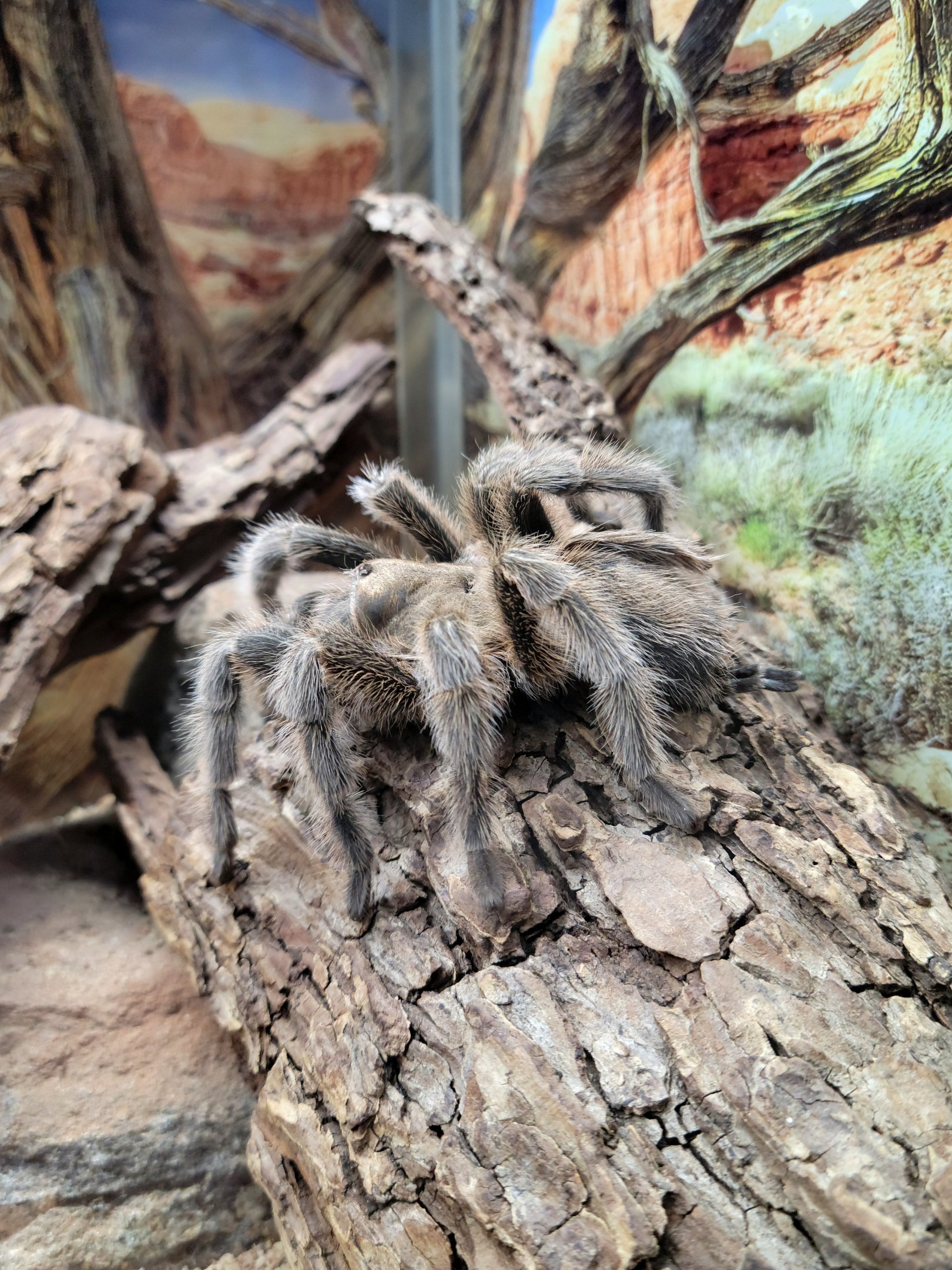 Chilean Rose Tarantula Greenville Zoo-April 2025