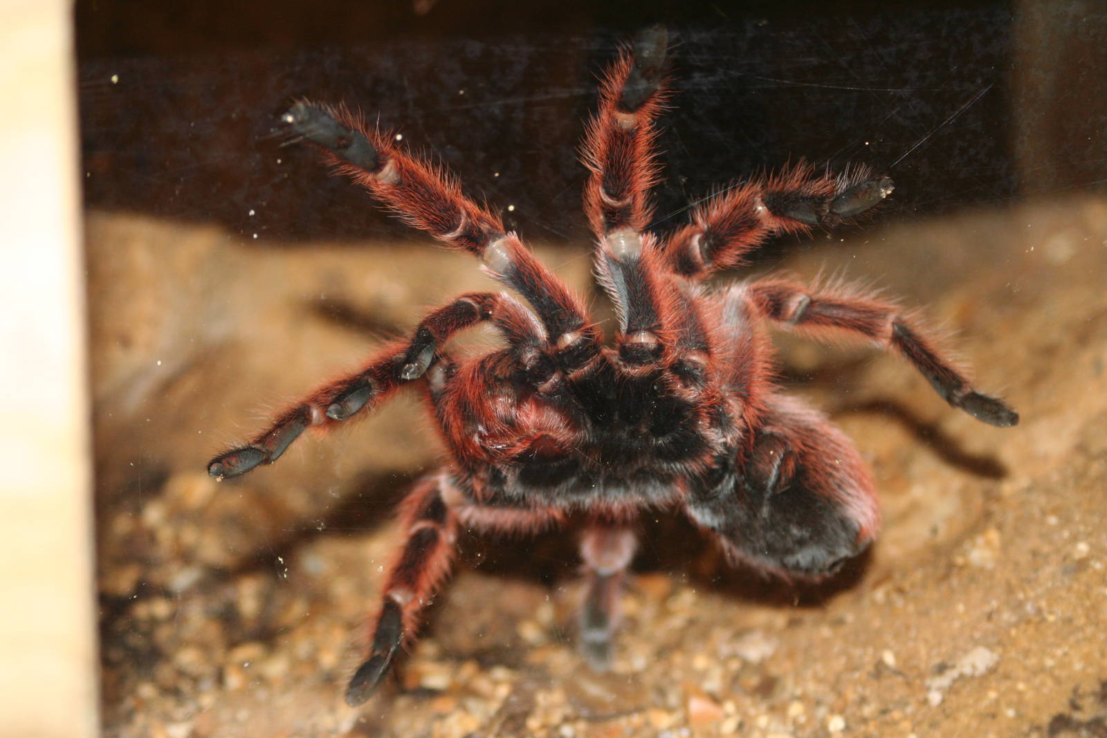 Chilean Rose Tarantula @ Port Lympne; 01.05.2011