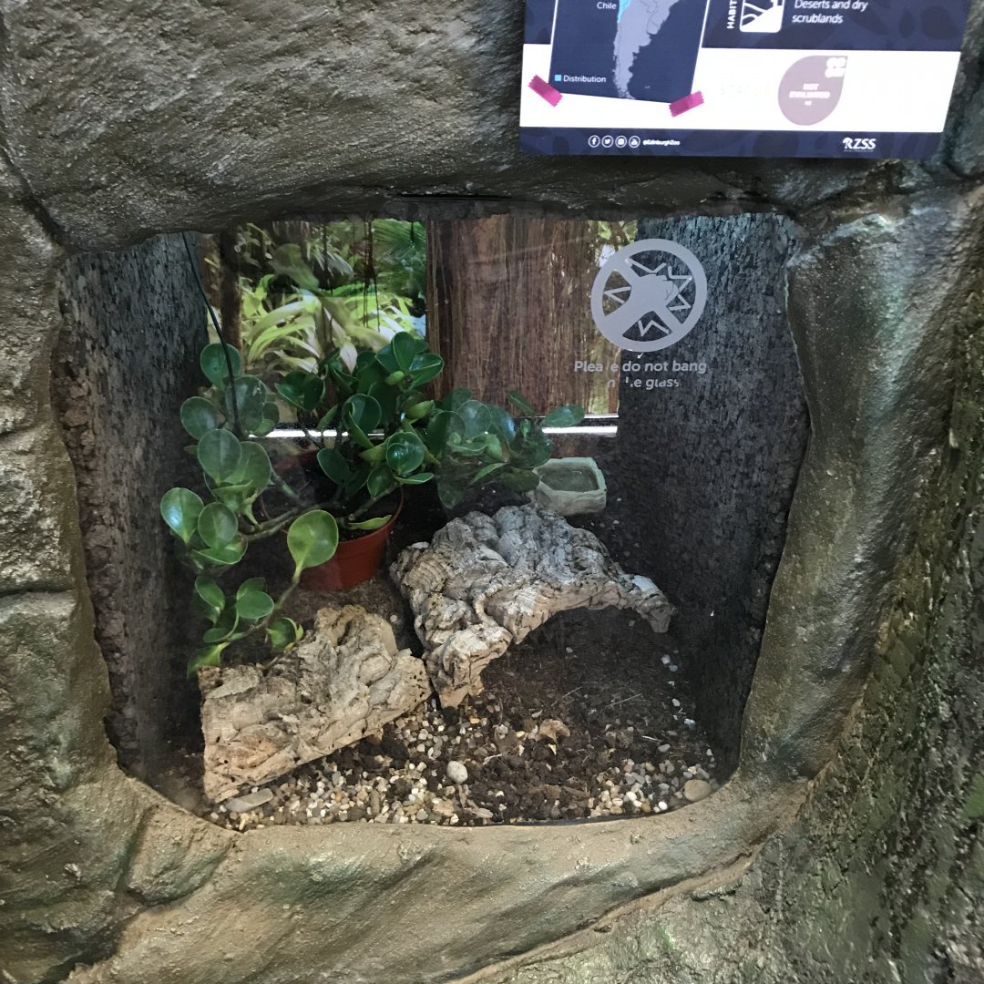 Chilean rose tarantula tank