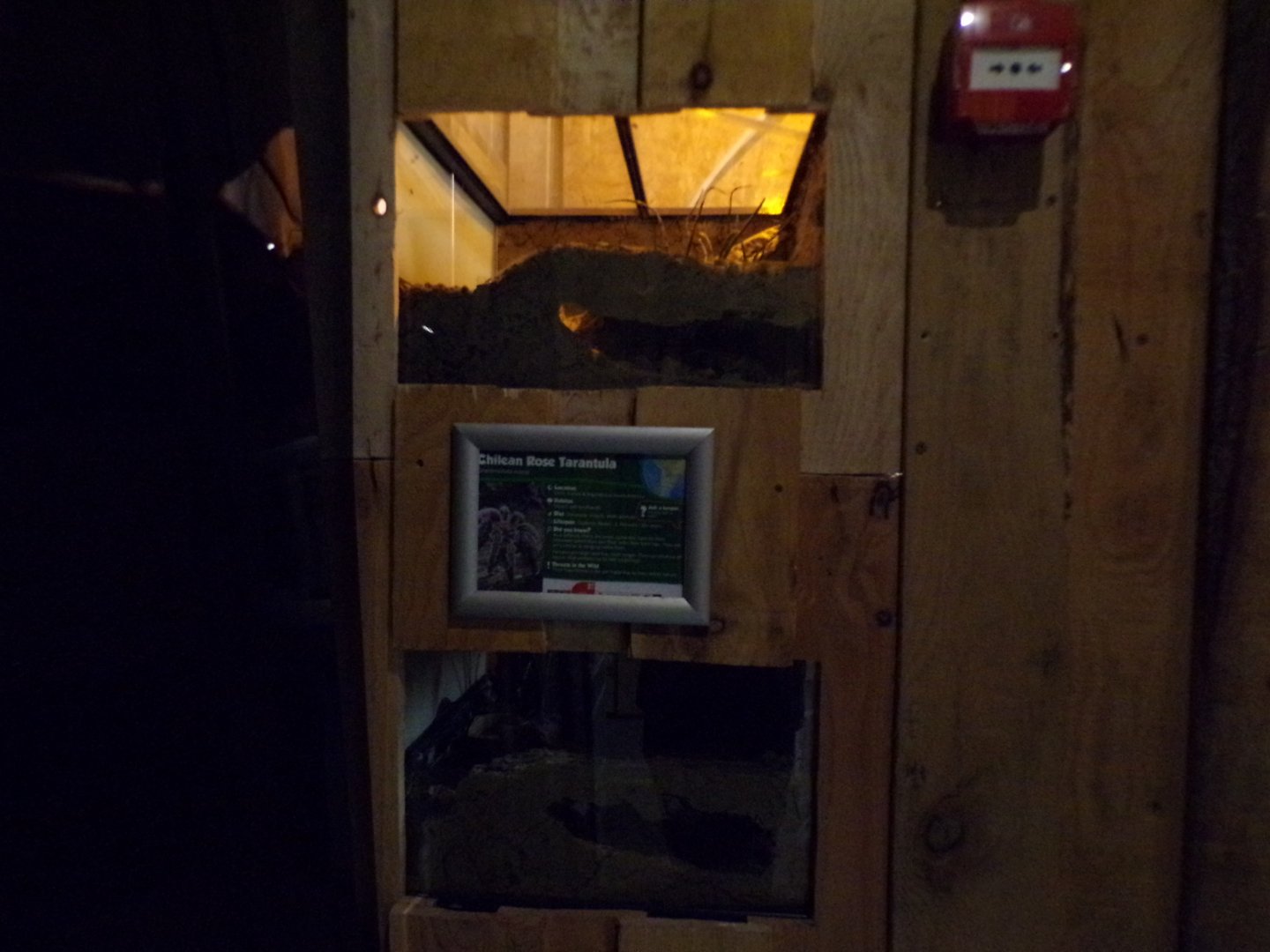 Chilean rose tarantula terrarium 14.10.23