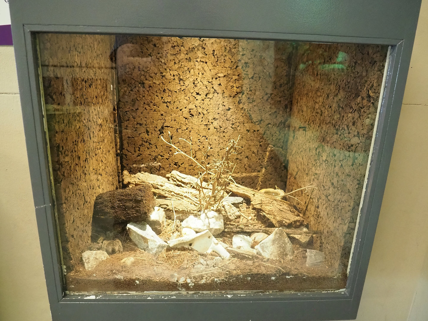 Chilean rose tarantula terrarium, 2023-04-30