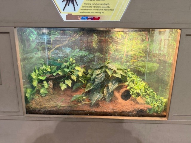 chilean rose tarantula terrarium