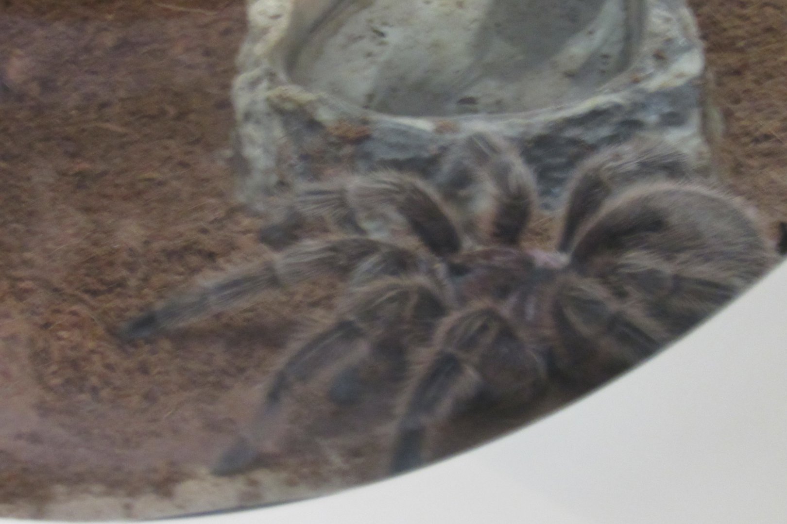 chilean rose tarantula
