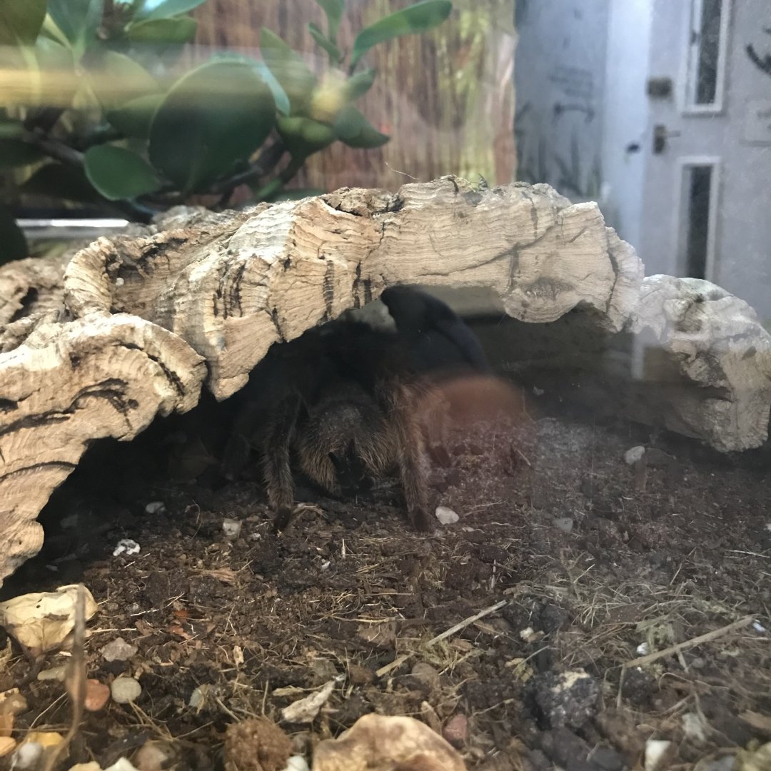 Chilean rose tarantula