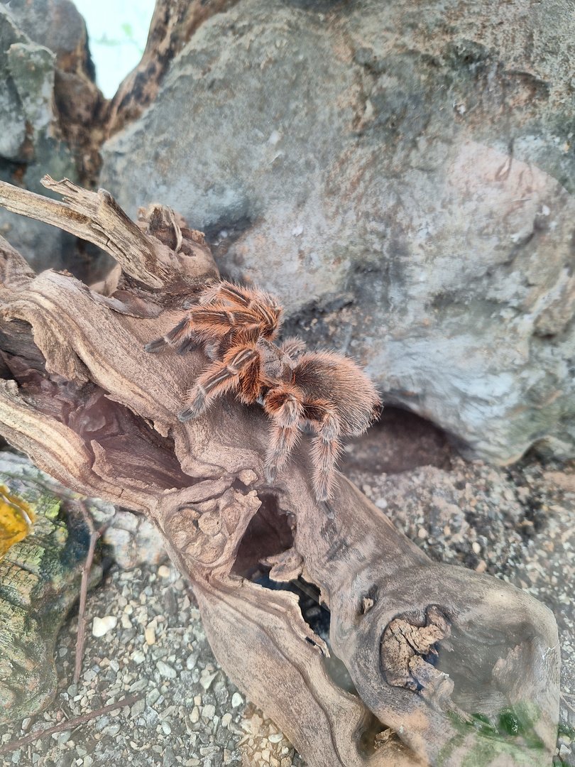 Chilean Rose Tarantula