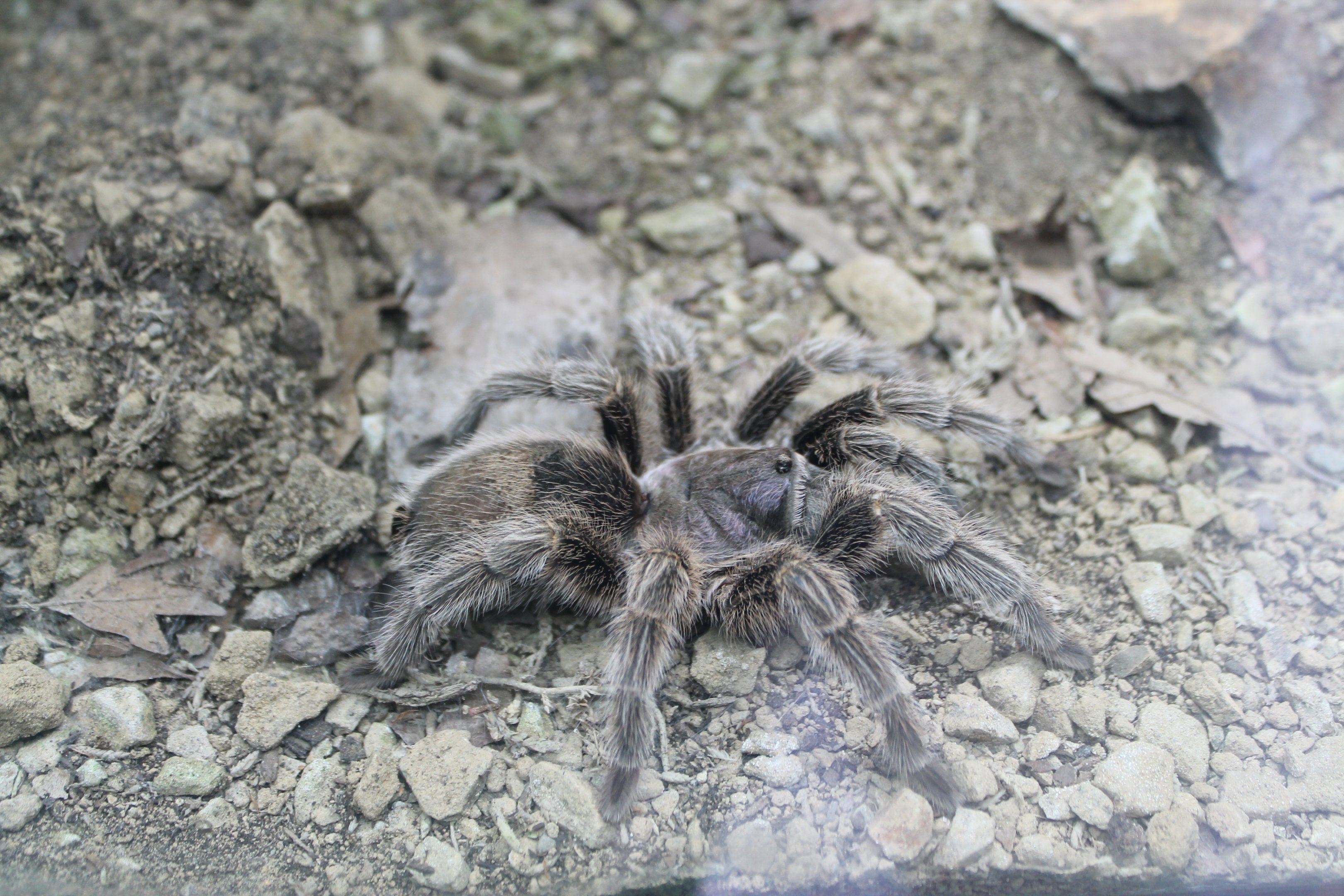 Chilean Rose Tarantula