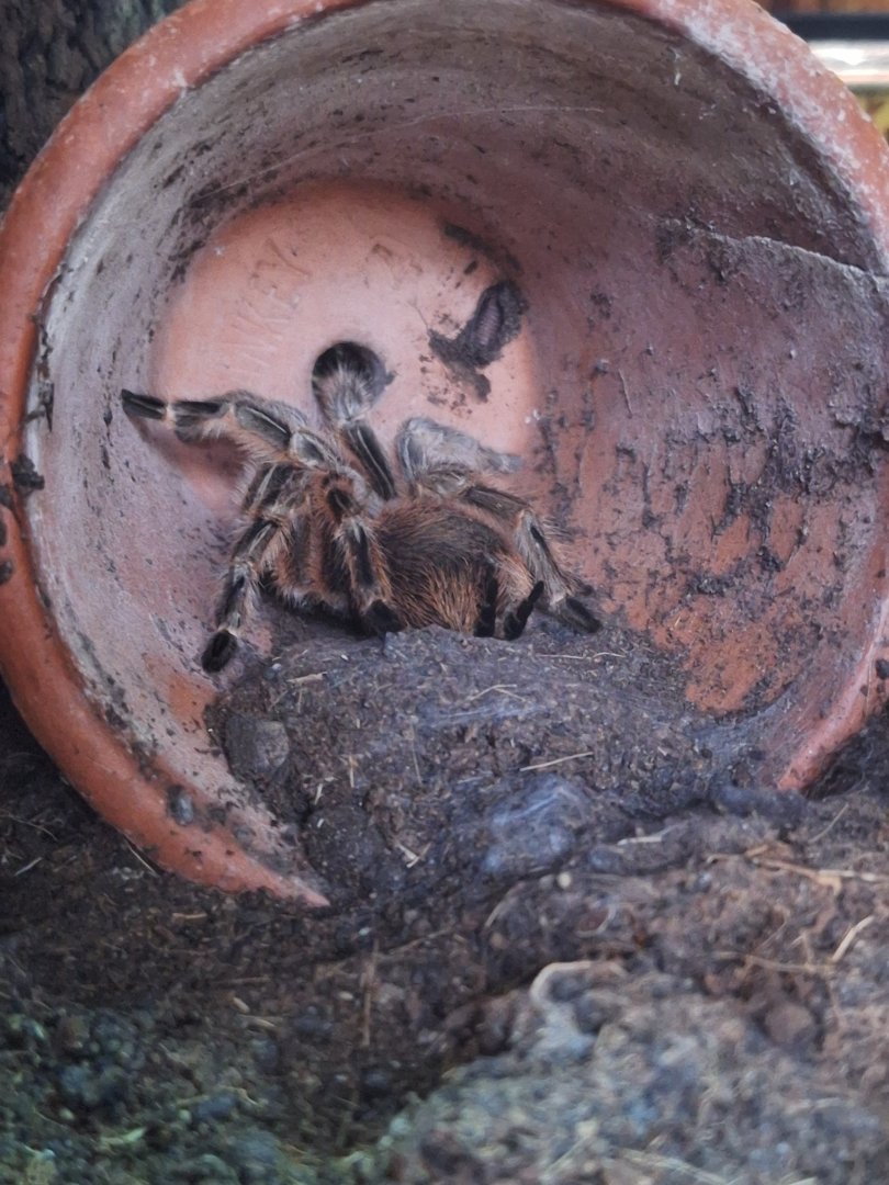 Chilean Rose Tarantula