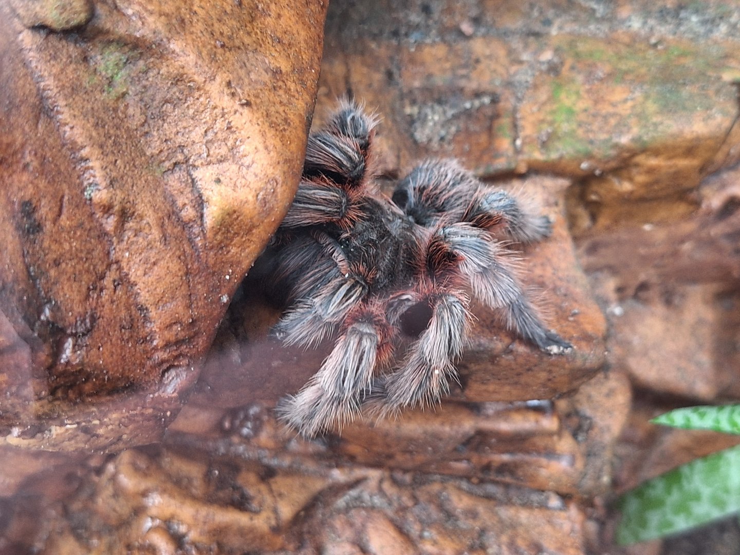 Chilean Rose Tarantula