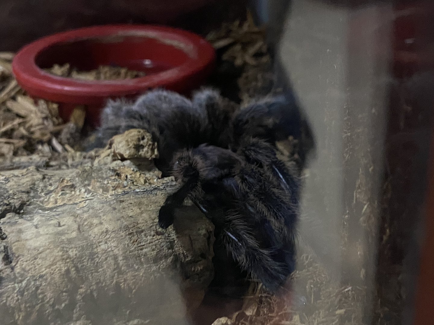 Chilean Rosehair Tarantula