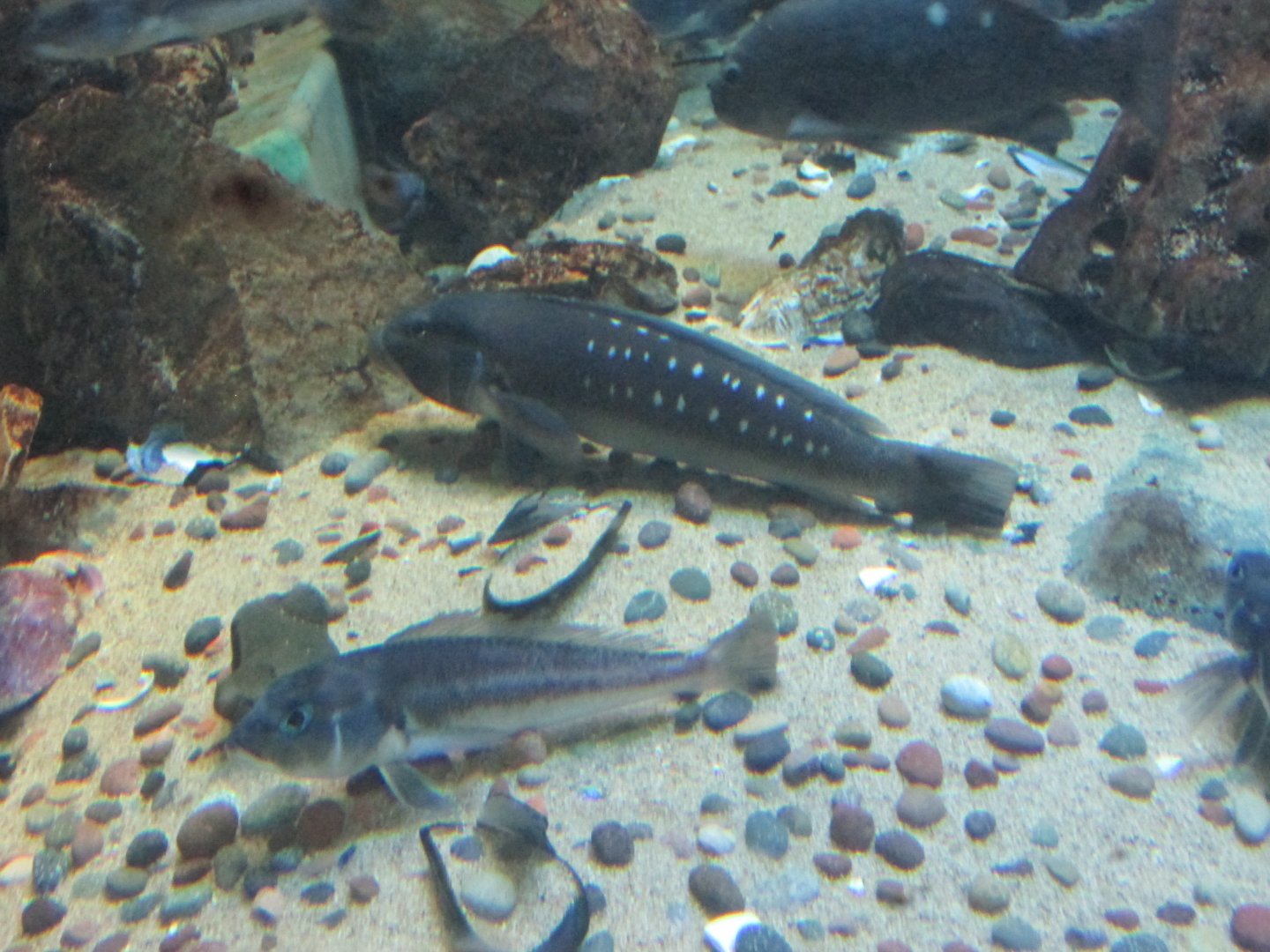 chilean sandperch buin zoo