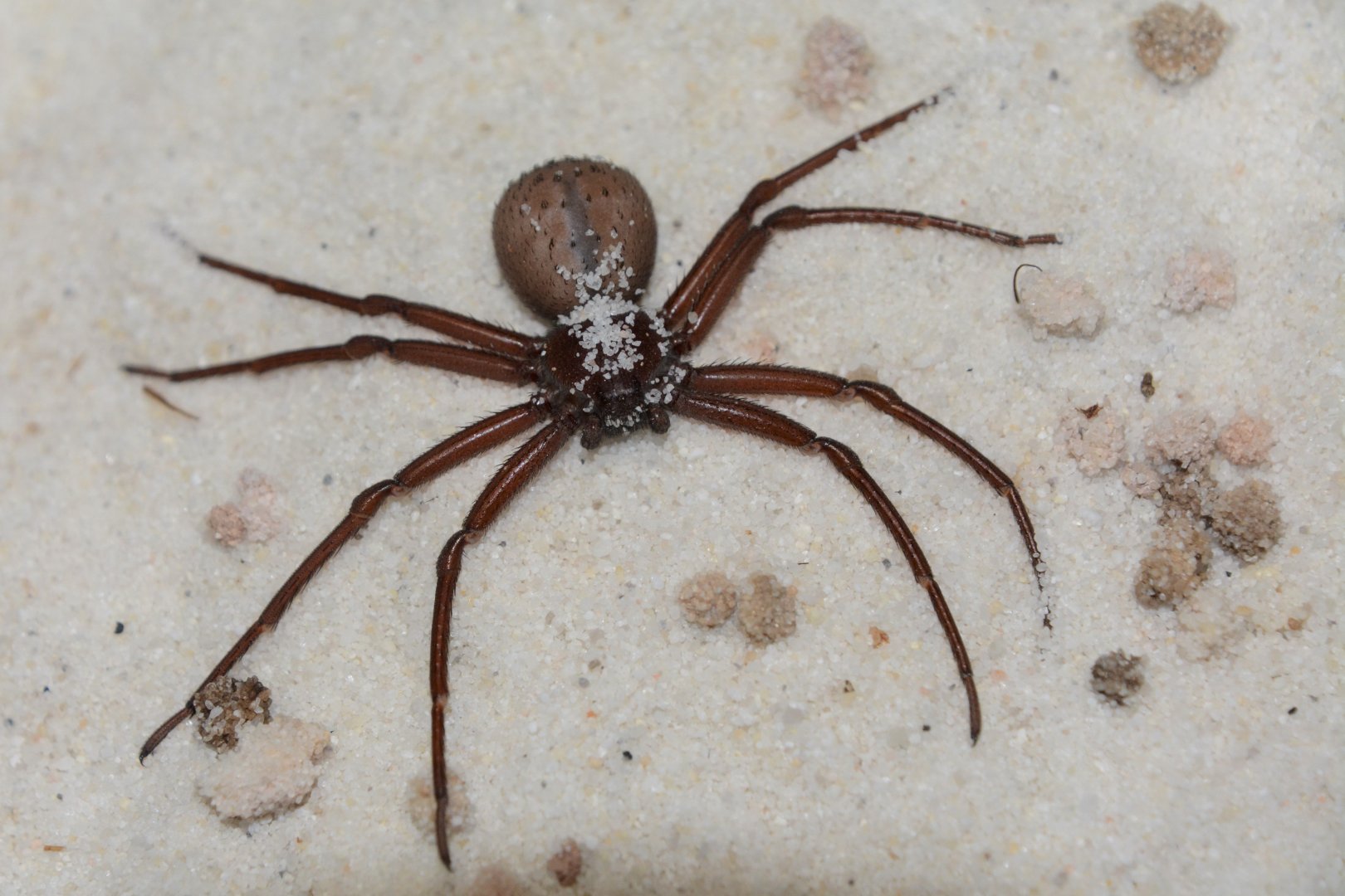 Chilean six-eyed sand spider (Sicarius thomisoides)