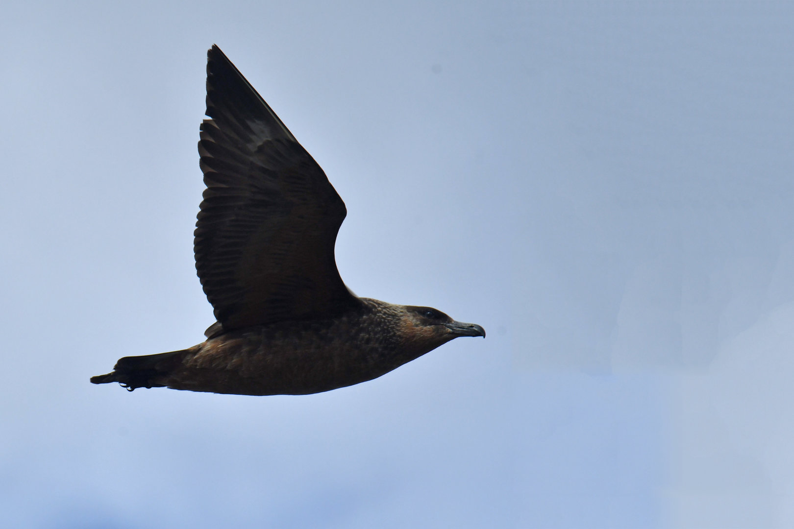 Chilean Skua Stercorarius chilensis