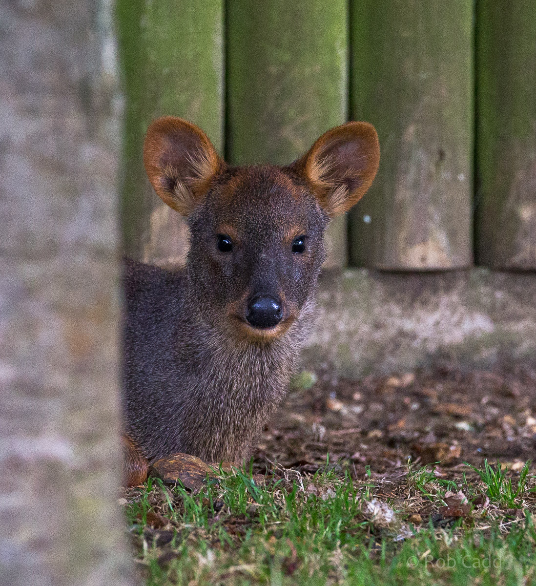 Chilean / southern pudu : Hamerton : 12 Jul 2015